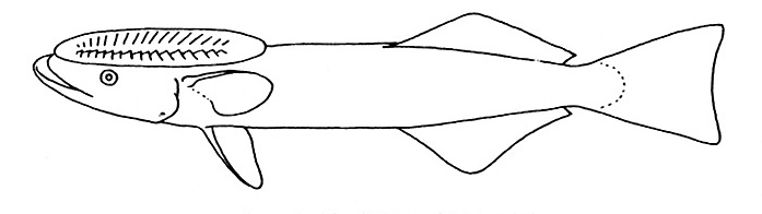 Representative of the Echeneidae family (Gosline & Brock, 1960, fig. 101)